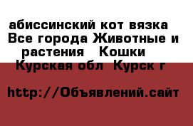 абиссинский кот вязка - Все города Животные и растения » Кошки   . Курская обл.,Курск г.